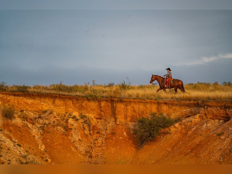 American Quarter Horse Gelding 7 years 15,1 hh Sorrel in Canyon