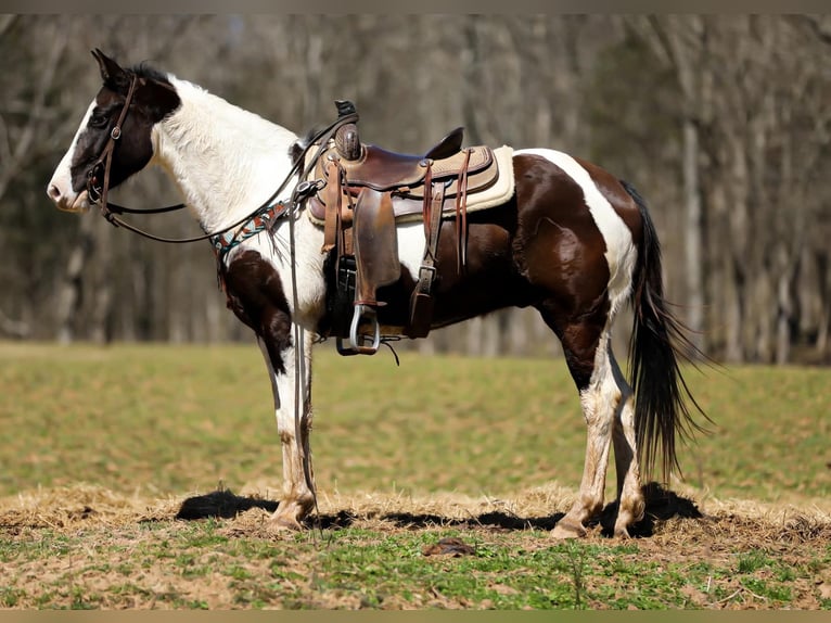 American Quarter Horse Gelding 7 years 15,1 hh Tobiano-all-colors in Hampshire, TN