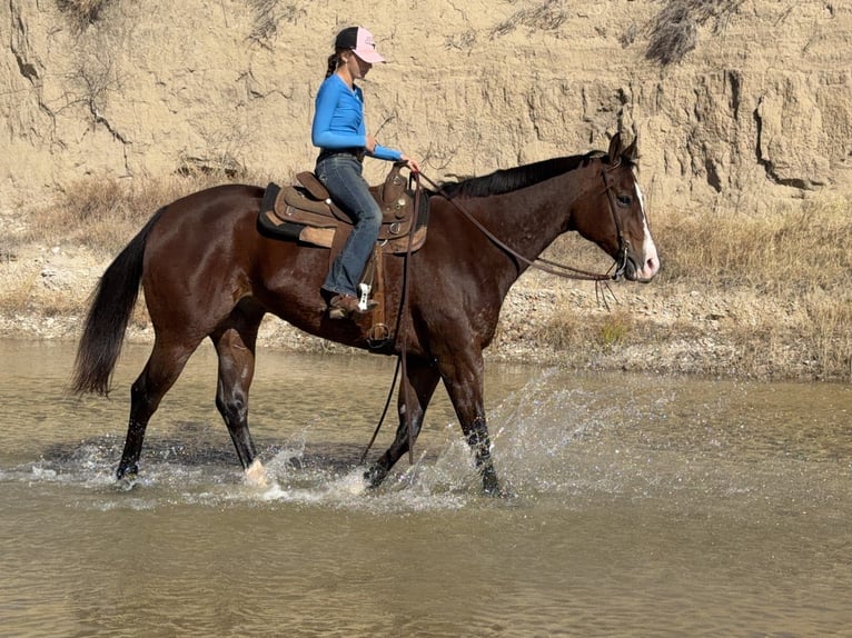 American Quarter Horse Gelding 7 years 15,2 hh Bay in Cleburne