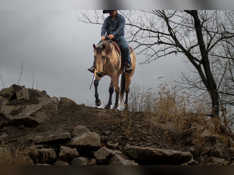 American Quarter Horse Gelding 7 years 15,2 hh Buckskin in Plano