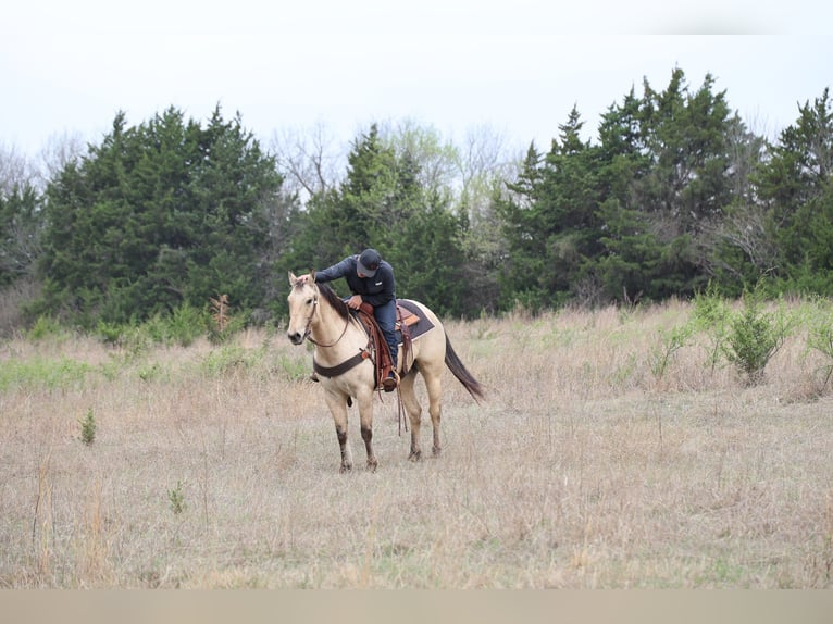 American Quarter Horse Gelding 7 years 15,2 hh Buckskin in Ripley