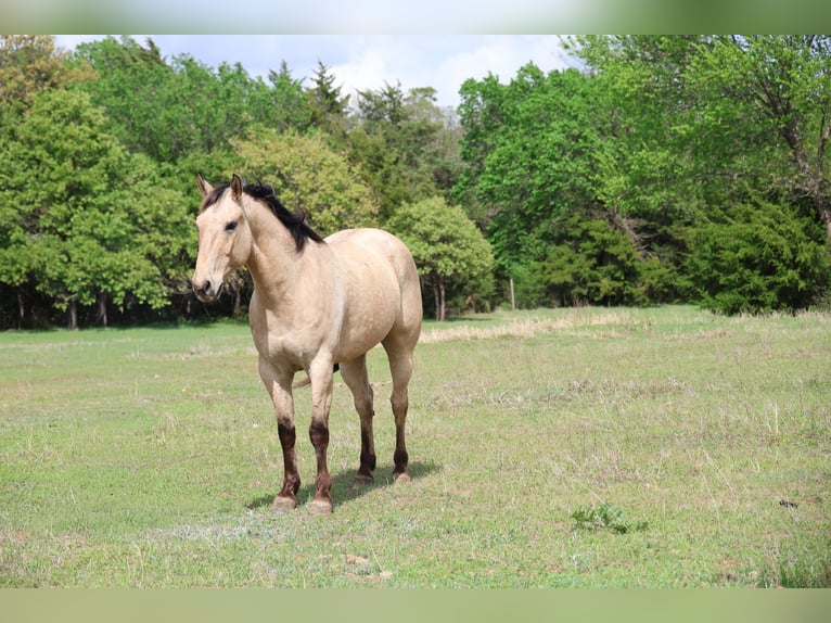 American Quarter Horse Gelding 7 years 15,2 hh Buckskin in Ripley