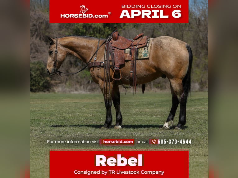 American Quarter Horse Gelding 7 years 15,2 hh Buckskin in Rusk