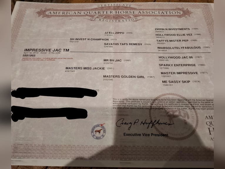 American Quarter Horse Gelding 7 years 15,2 hh Chestnut-Red in Clinge
