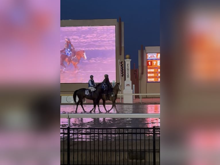 American Quarter Horse Gelding 7 years 15,2 hh Dun in Edmond