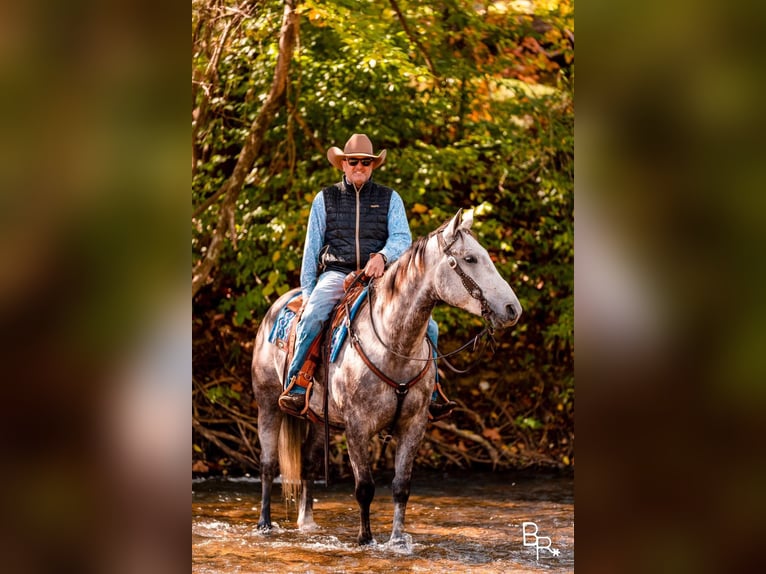 American Quarter Horse Gelding 7 years 15,2 hh Gray-Dapple in Mountain Grove MO