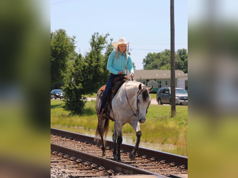 American Quarter Horse Gelding 7 years 15,2 hh Gray in Salisaw, OK