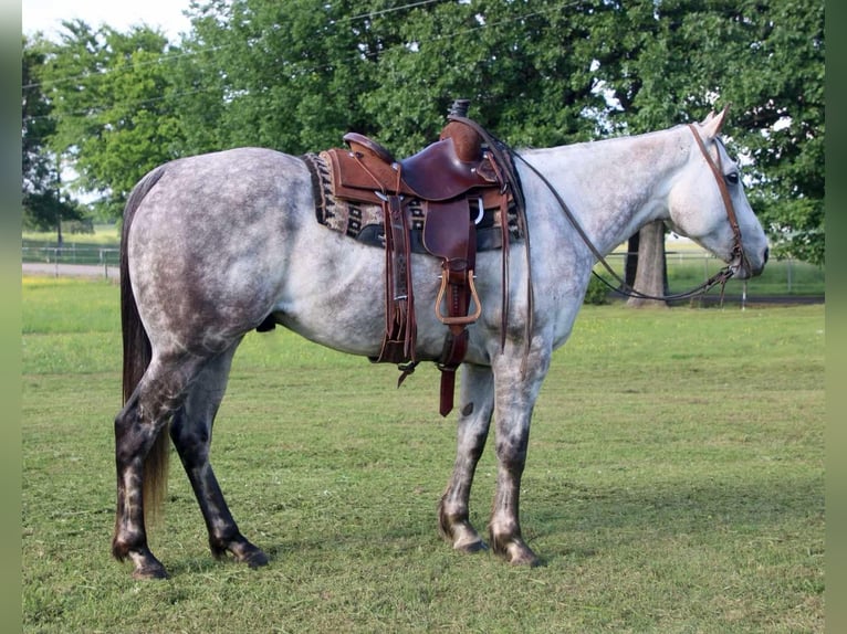 American Quarter Horse Gelding 7 years 15,2 hh Gray in Salisaw, OK