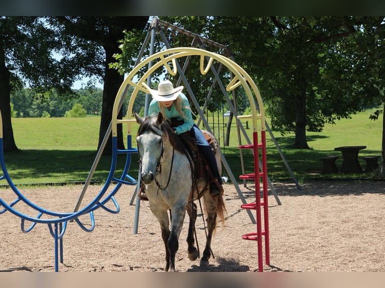 American Quarter Horse Gelding 7 years 15,2 hh Gray in Salisaw, OK