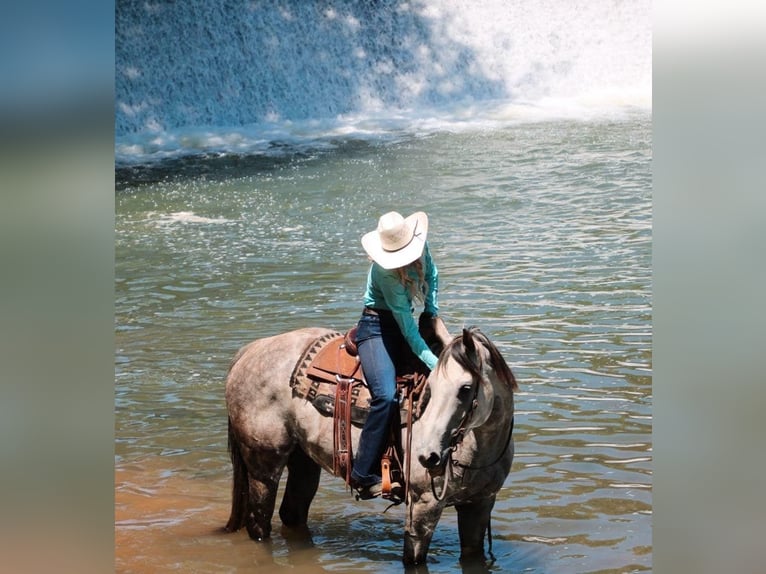 American Quarter Horse Gelding 7 years 15,2 hh Gray in Salisaw, OK