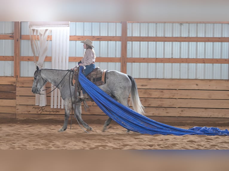American Quarter Horse Gelding 7 years 15,2 hh Grey in Harwood