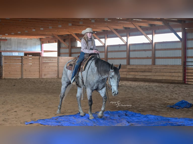 American Quarter Horse Gelding 7 years 15,2 hh Grey in Harwood