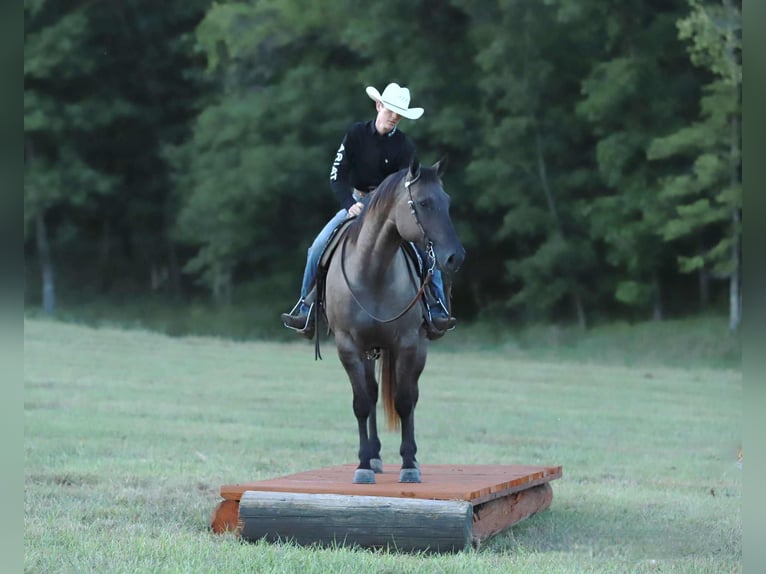 American Quarter Horse Gelding 7 years 15,2 hh Grullo in Mount Vernon