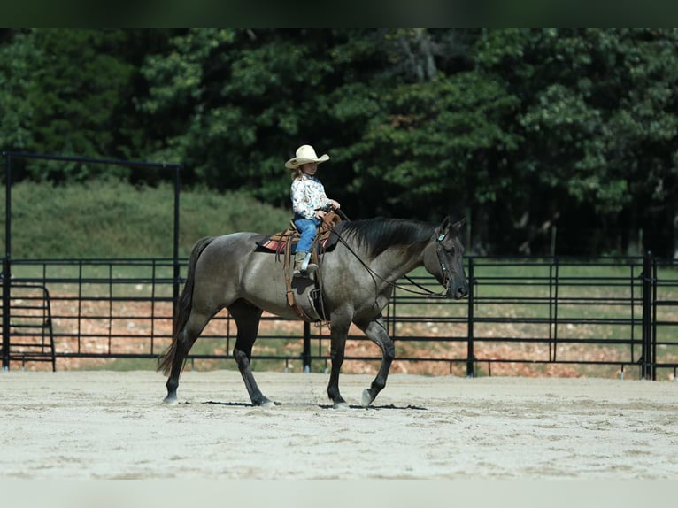 American Quarter Horse Gelding 7 years 15,2 hh Grullo in Mount Vernon