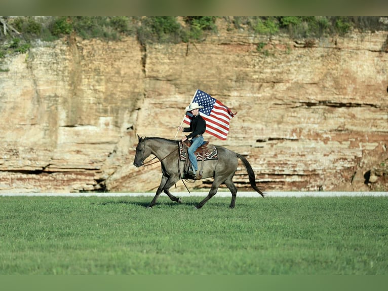 American Quarter Horse Gelding 7 years 15,2 hh Grullo in Mount Vernon