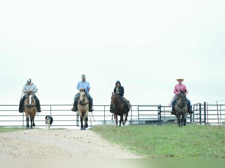 American Quarter Horse Gelding 7 years 15,2 hh Grullo in Mount Vernon