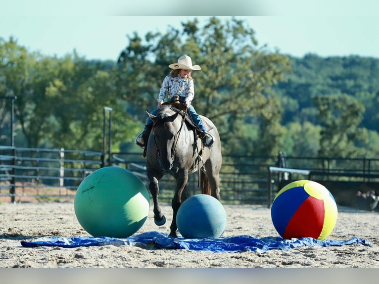 American Quarter Horse Gelding 7 years 15,2 hh Grullo in Mount Vernon