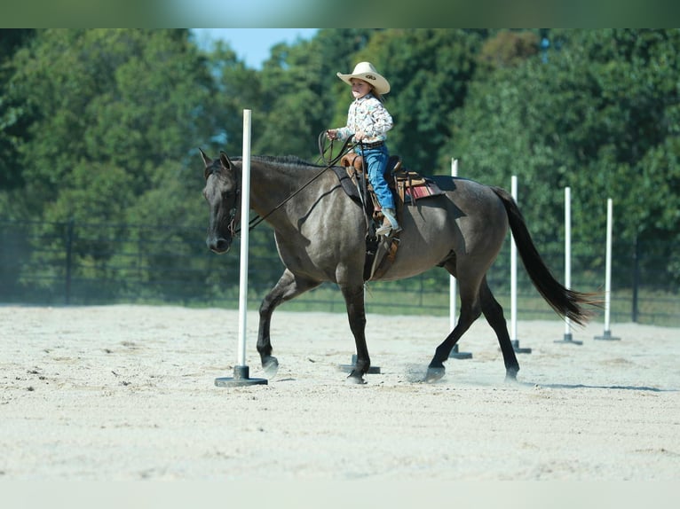 American Quarter Horse Gelding 7 years 15,2 hh Grullo in Mount Vernon