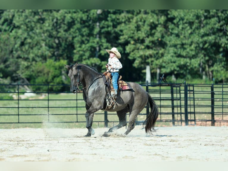 American Quarter Horse Gelding 7 years 15,2 hh Grullo in Mount Vernon