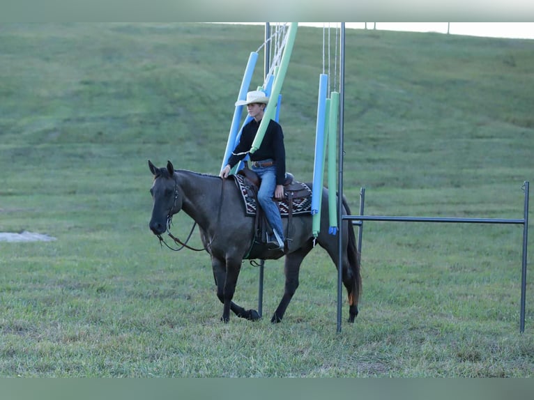 American Quarter Horse Gelding 7 years 15,2 hh Grullo in Mount Vernon