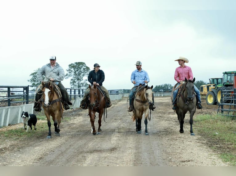American Quarter Horse Gelding 7 years 15,2 hh Grullo in Mount Vernon