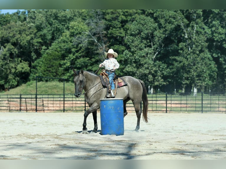 American Quarter Horse Gelding 7 years 15,2 hh Grullo in Mount Vernon