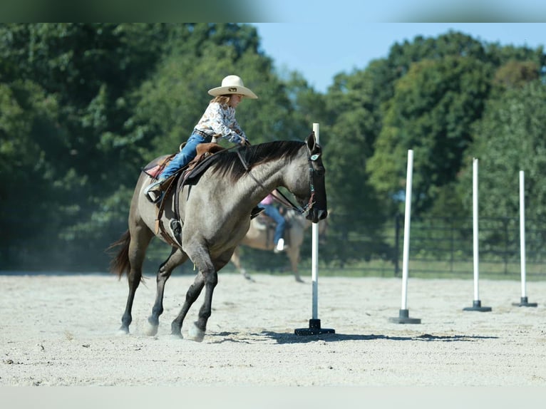 American Quarter Horse Gelding 7 years 15,2 hh Grullo in Mount Vernon