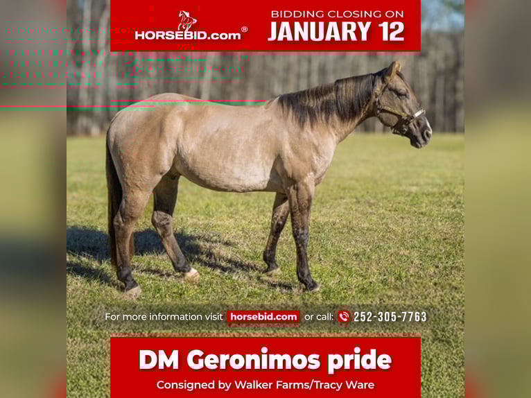 American Quarter Horse Gelding 7 years 15,2 hh Grullo in Manns Harbor