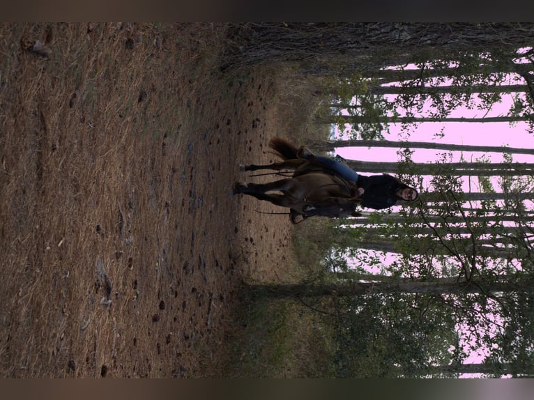 American Quarter Horse Gelding 7 years 15,2 hh Grullo in Manns Harbor