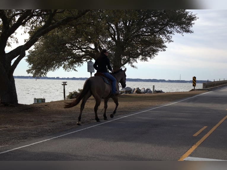 American Quarter Horse Gelding 7 years 15,2 hh Grullo in Manns Harbor