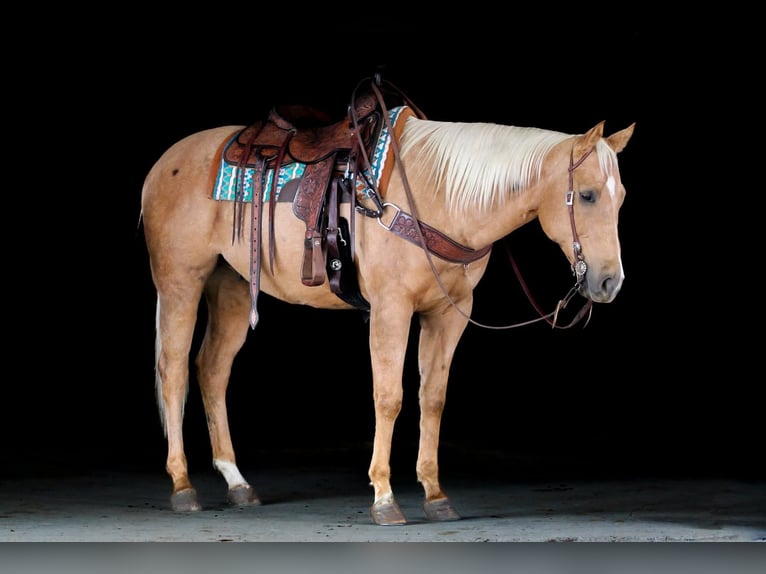 American Quarter Horse Gelding 7 years 15,2 hh Palomino in Clarion