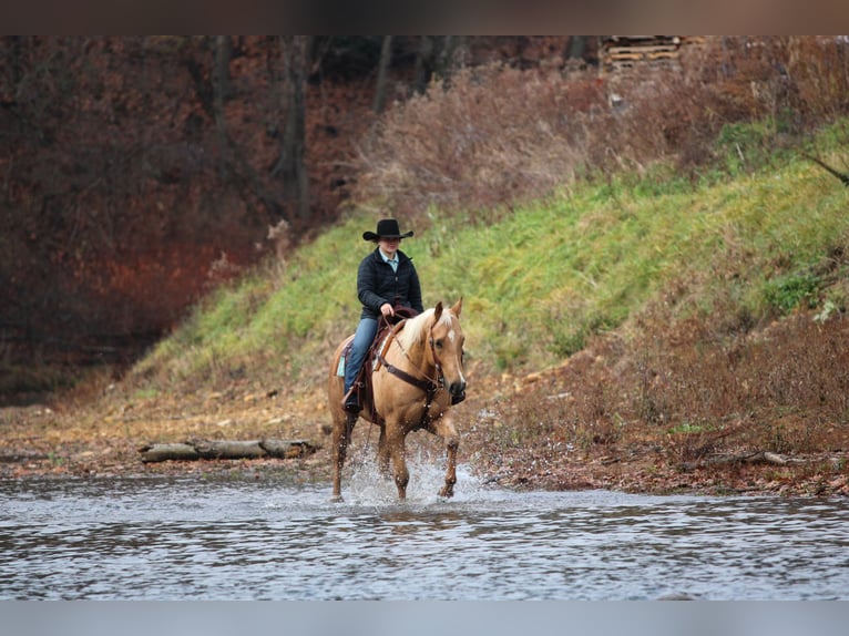 American Quarter Horse Gelding 7 years 15,2 hh Palomino in Clarion