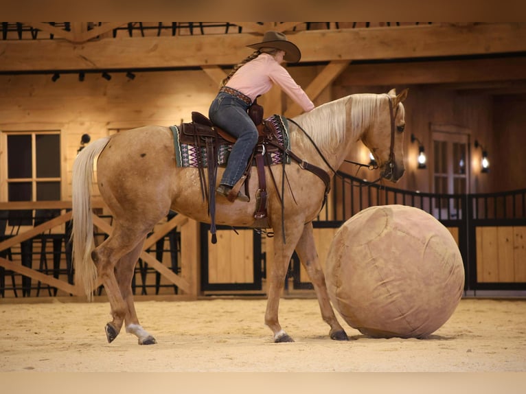 American Quarter Horse Gelding 7 years 15,2 hh Palomino in Clarion