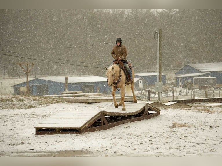 American Quarter Horse Gelding 7 years 15,2 hh Palomino in Fresno