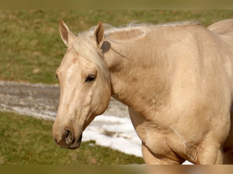 American Quarter Horse Gelding 7 years 15,2 hh Palomino in Fresno