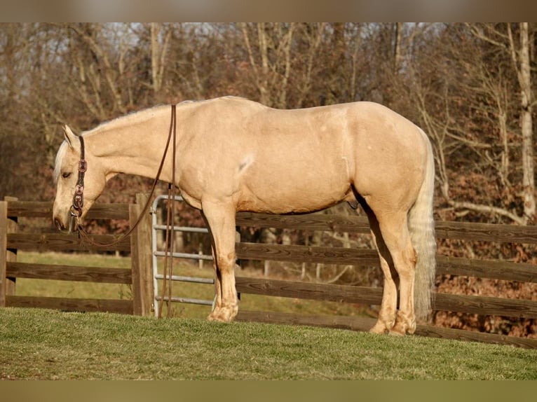American Quarter Horse Gelding 7 years 15,2 hh Palomino in Fresno