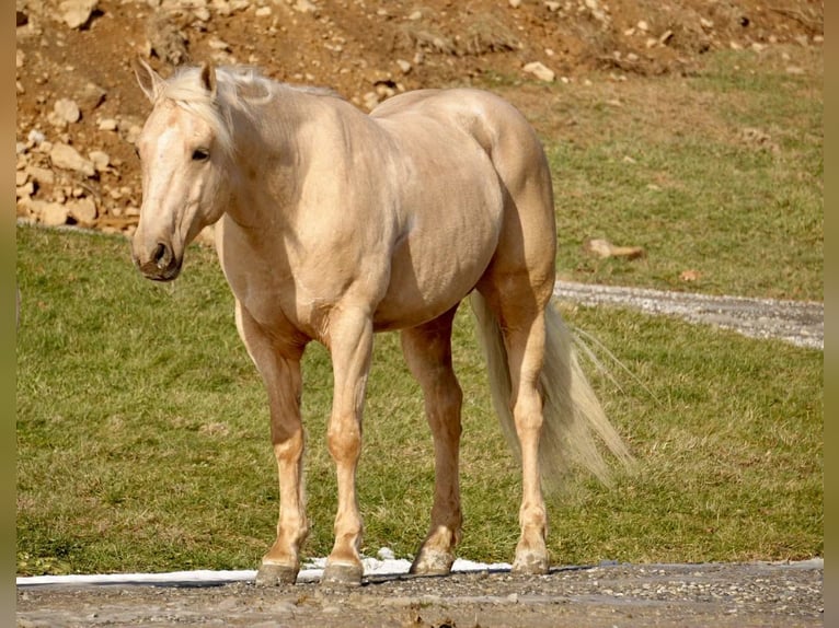 American Quarter Horse Gelding 7 years 15,2 hh Palomino in Fresno