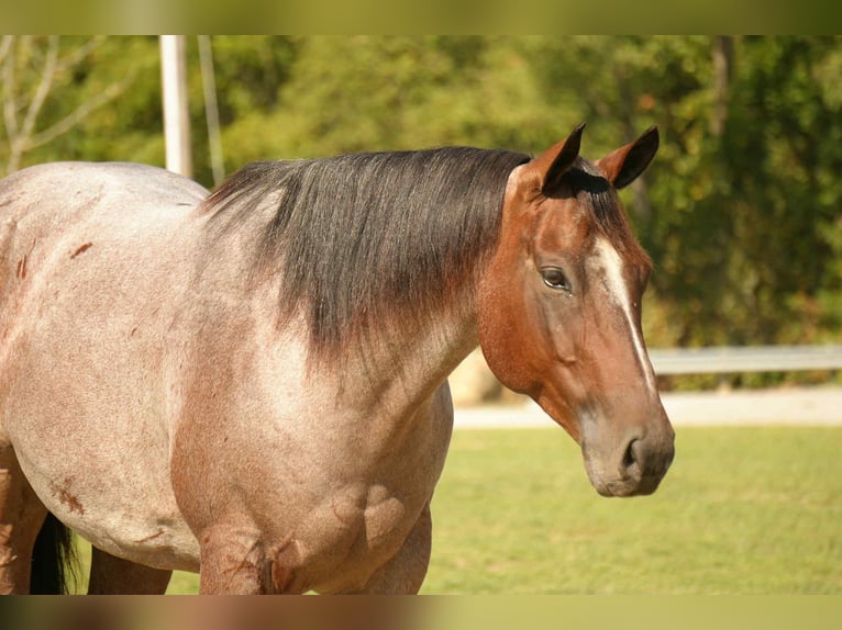 American Quarter Horse Gelding 7 years 15,2 hh Roan-Bay in Fresno, OH