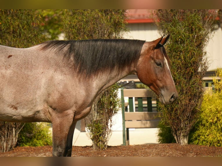 American Quarter Horse Gelding 7 years 15,2 hh Roan-Bay in Fresno, OH