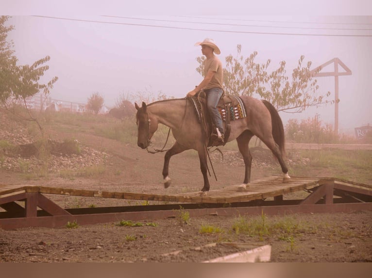 American Quarter Horse Gelding 7 years 15,2 hh Roan-Bay in Fresno, OH