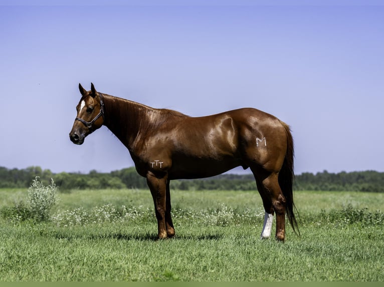 American Quarter Horse Gelding 7 years 15,2 hh Sorrel in Nevis