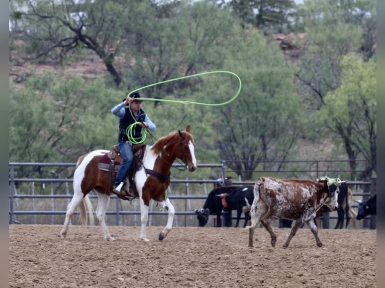 American Quarter Horse Gelding 7 years 15,2 hh Tobiano-all-colors in Breckenridge TX