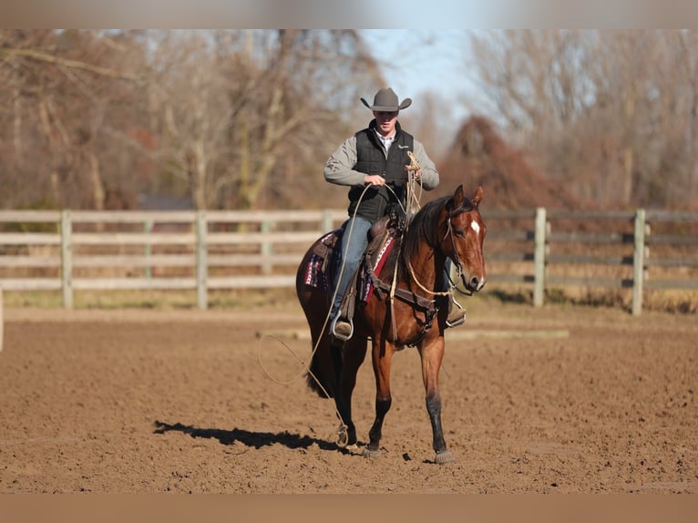 American Quarter Horse Gelding 7 years 15,3 hh Bay in Saginaw