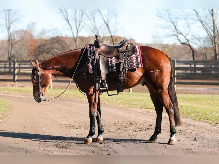 American Quarter Horse Gelding 7 years 15,3 hh Bay in Saginaw