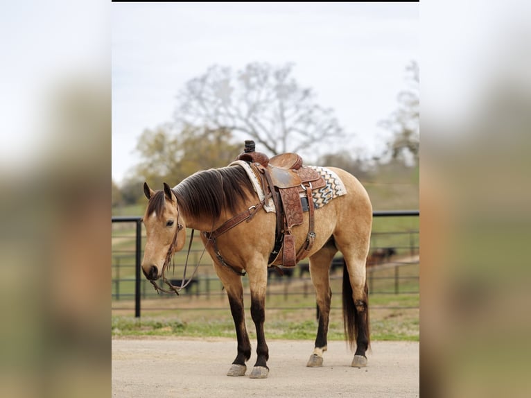 American Quarter Horse Gelding 7 years 15,3 hh Buckskin in Batesville