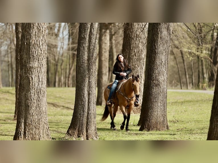 American Quarter Horse Gelding 7 years 15,3 hh Buckskin in Batesville