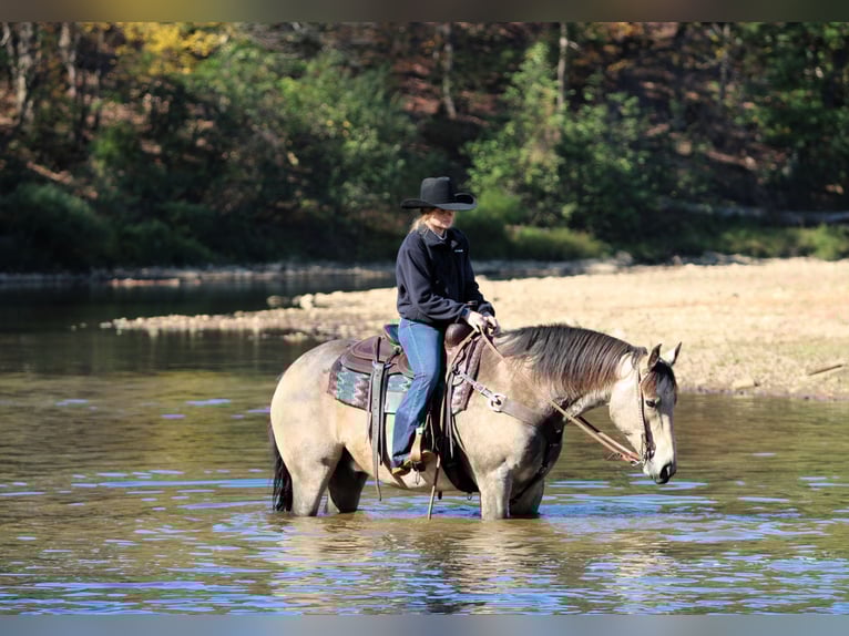 American Quarter Horse Gelding 7 years 15,3 hh Buckskin in Clarion American Quarter Horse Gelding 7 years 15,3 hh Buckskin in Clarion