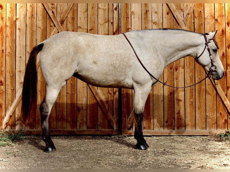 American Quarter Horse Gelding 7 years 15,3 hh Buckskin in Fort Collins