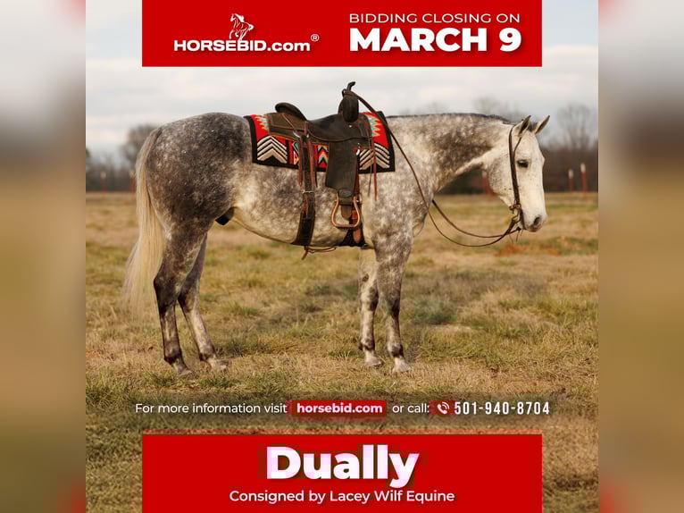 American Quarter Horse Gelding 7 years 15,3 hh Grey in Quitman