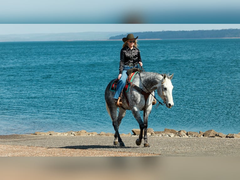 American Quarter Horse Gelding 7 years 15,3 hh Grey in Quitman